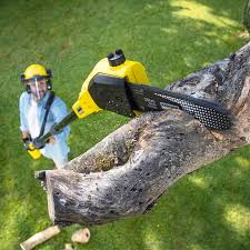 How Our Tree Care Process Works  in Hialeah, FL